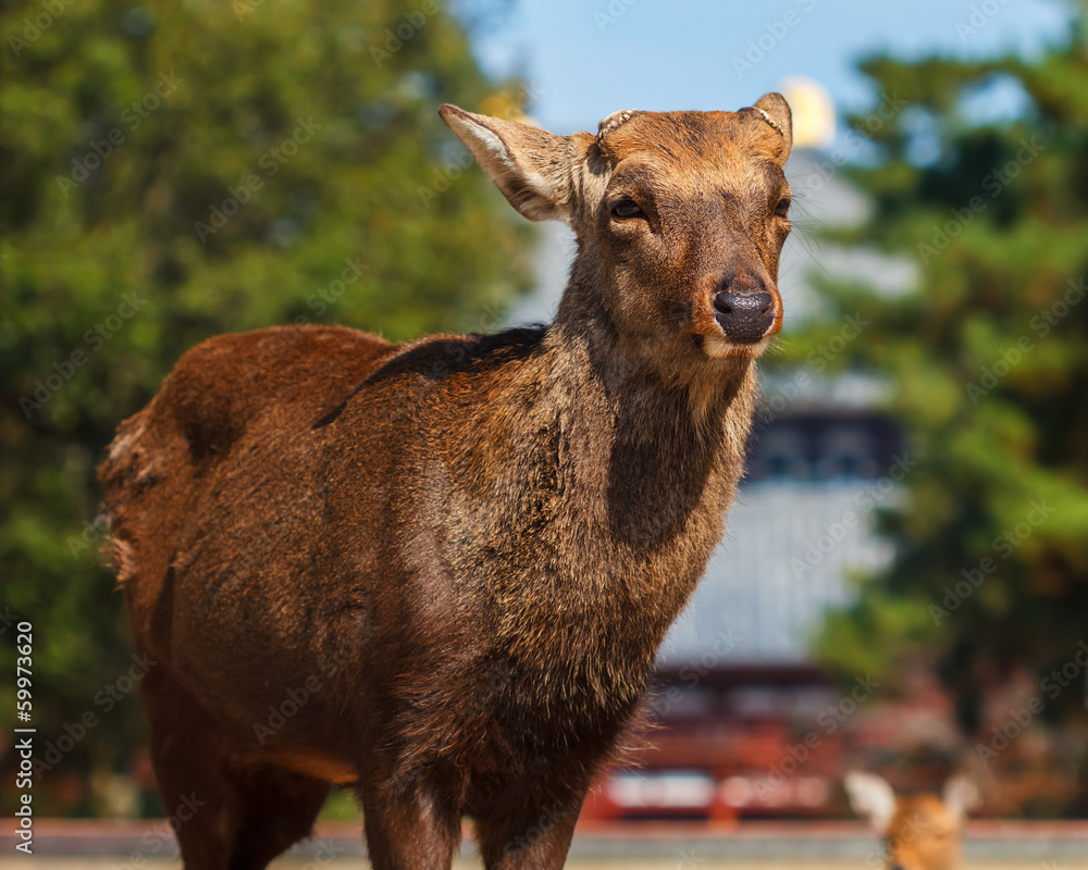 Fototapeta premium Sika Deer at the Great South Gate (Nandaimon) of Todaiji Temple