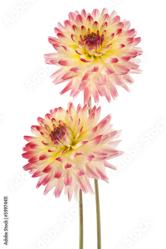 Fototapeta Naklejka Na Ścianę i Meble -  dahlia