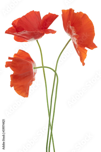 Fototapeta Naklejka Na Ścianę i Meble -  poppy