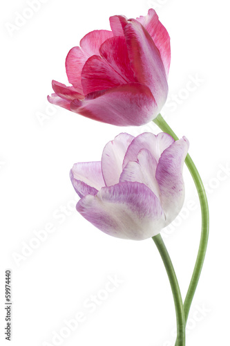 Fototapeta Naklejka Na Ścianę i Meble -  tulip