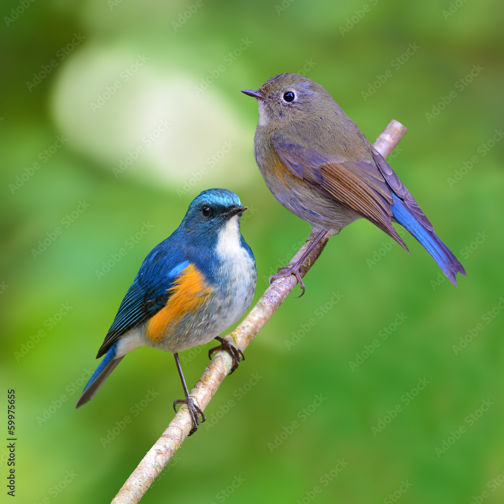 Obraz premium Himalayan Bluetail bird