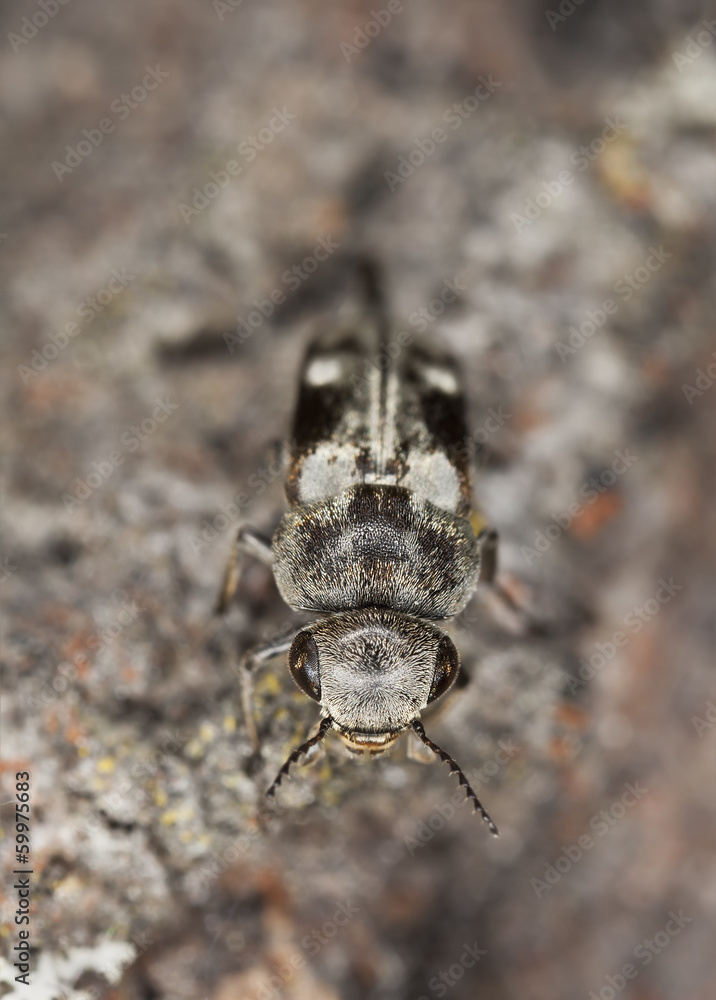 Fototapeta premium Tumbling flower beetle, Tomoxia bucephala on wood