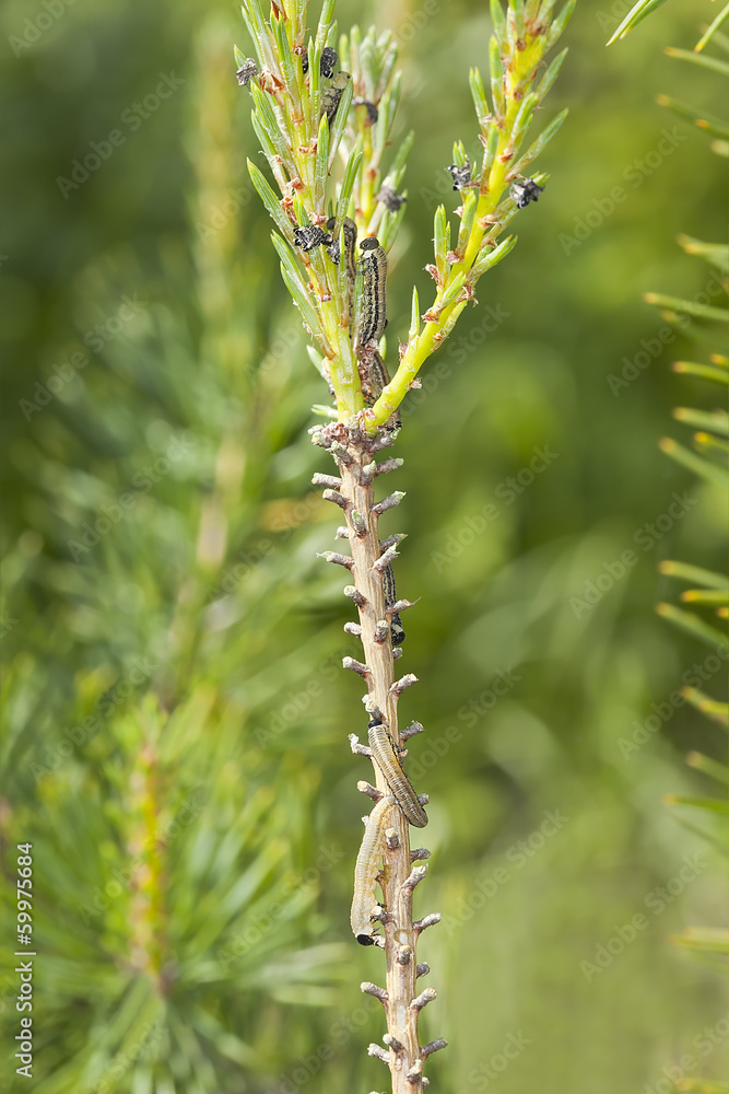Neodiprion sertifer, european pine sawfly larva on pine Neodiprion sertifer, european pine sawfly larva on pine