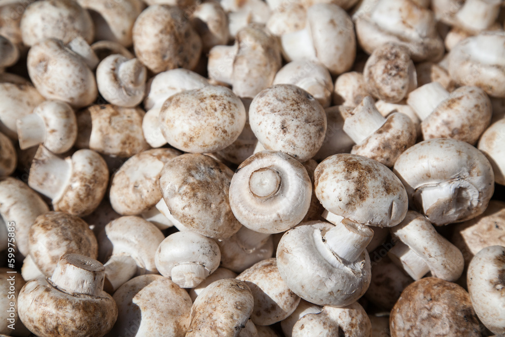 Bunch of freshly collected champignons