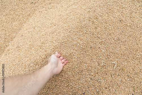hand sticking into heap of wheat with selective focus