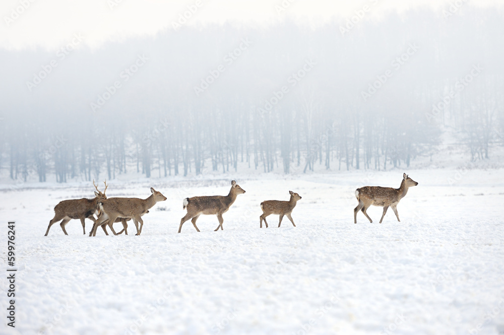Deer Deer