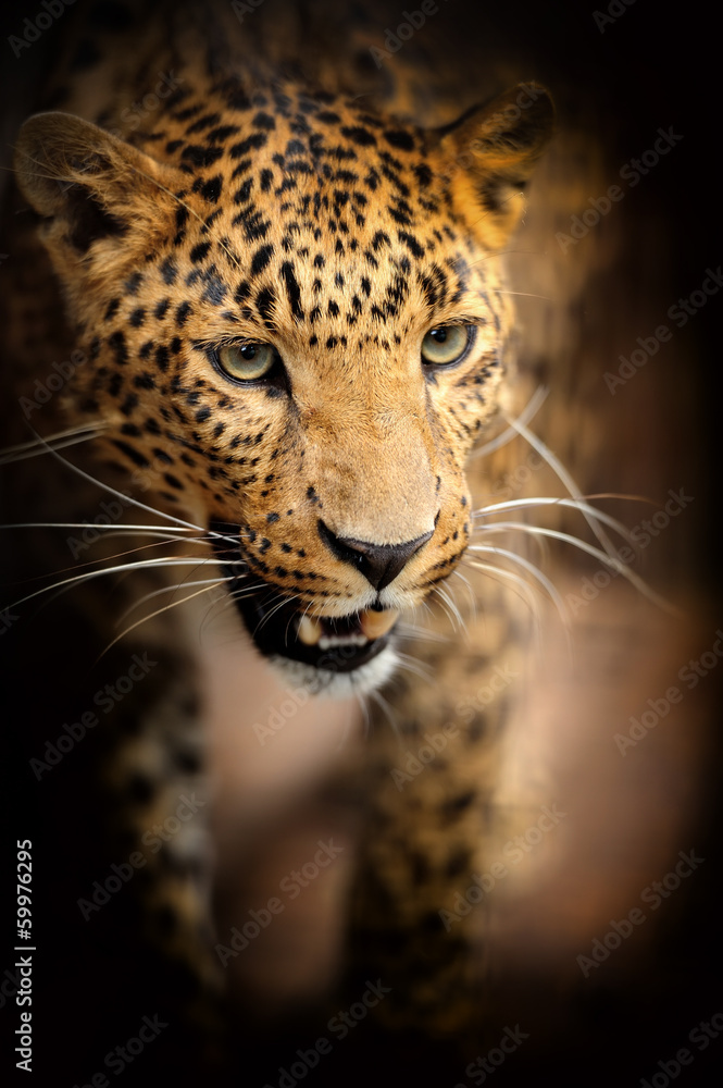 Obraz premium Leopard