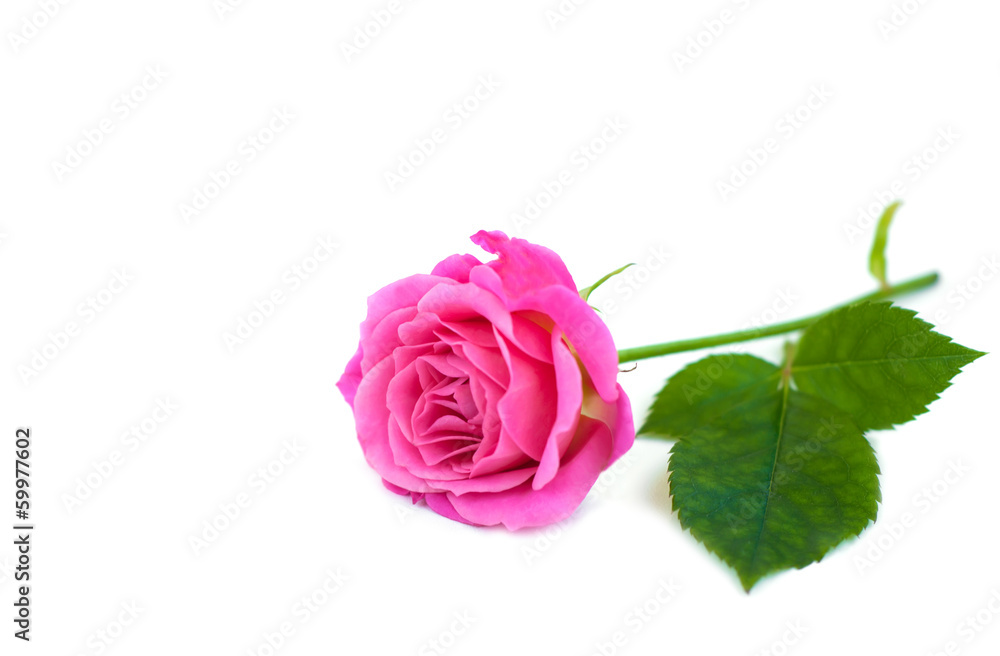 Pink rose Pink rose