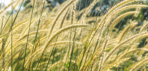 Wild grass with morning sun ray and bokeh background