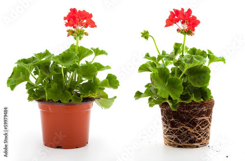 geranium are often used flowers for the balcony, isolated on a w