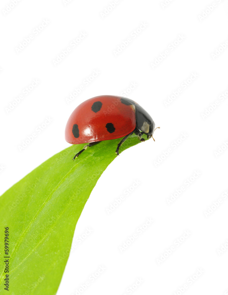 ladybug ladybug