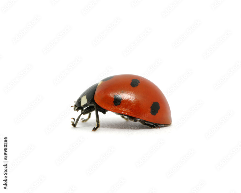 Ladybug Ladybug