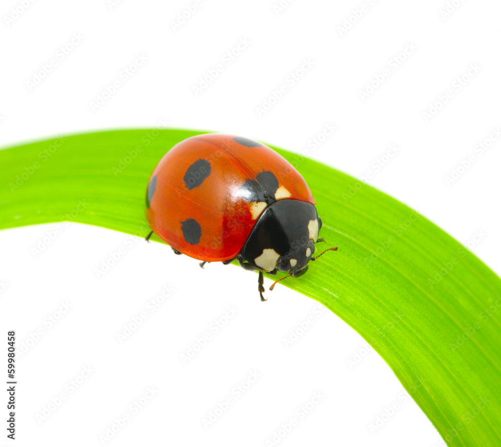 ladybug ladybug