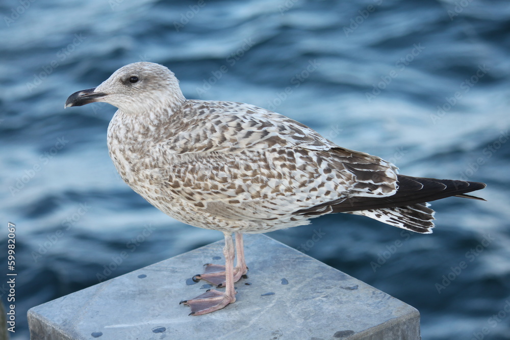 Möwe Möwe