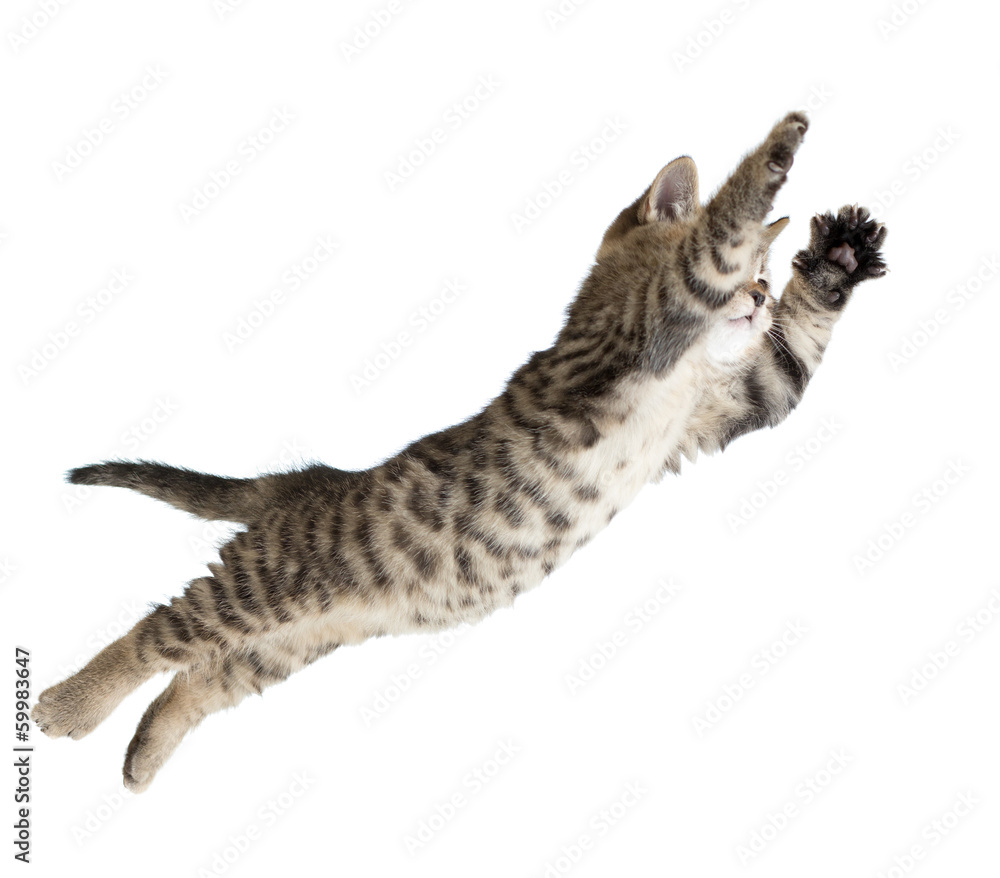 Naklejka premium Flying or jumping kitten cat isolated on white