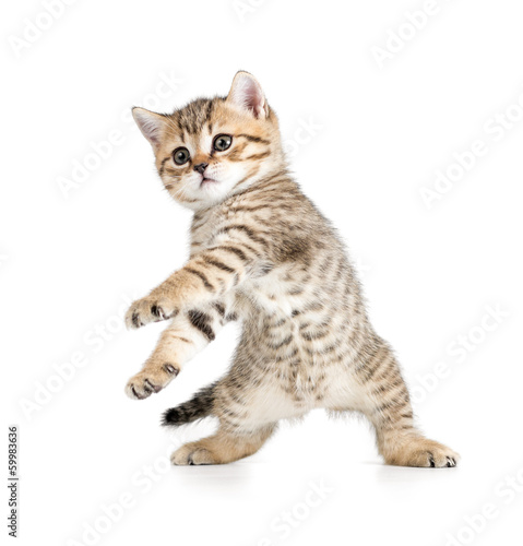 Funny dancing kitten on white background