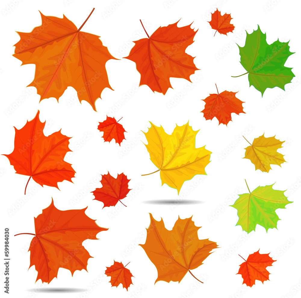 Fototapeta premium maple leaf