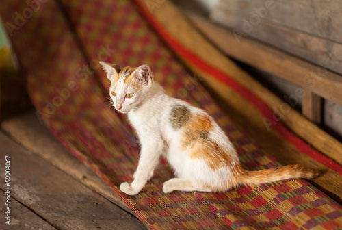 Kitten at rural house interior background in Vietnam