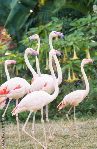 greater flamingo group