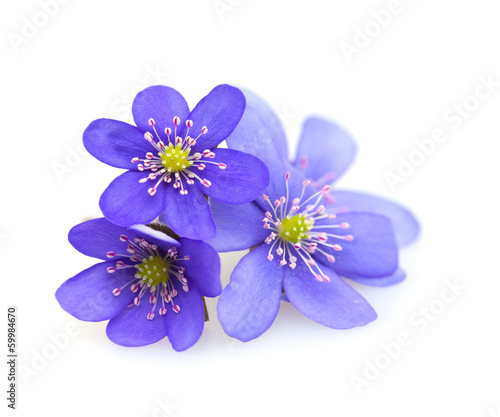 Foto hepatica nobilis isolated on white background