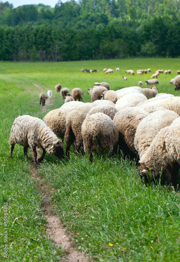 Herd of sheeps Herd of sheeps