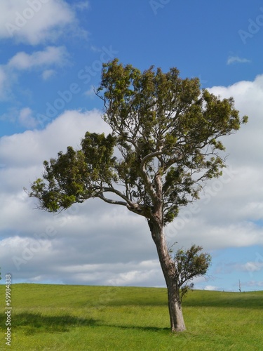 A tree in the green fields of Australia