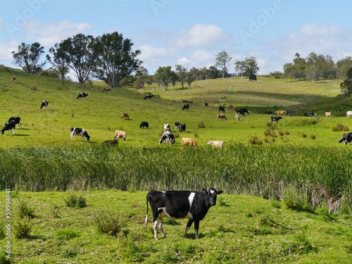 Black and white cow in a meadow in Australia