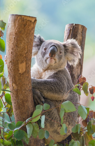 Canvas Print koala