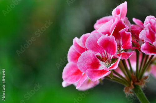Red geranium flower © Costin79