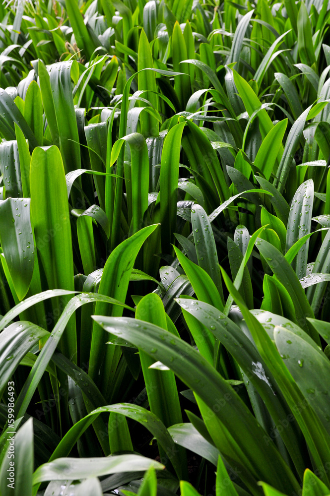 Obraz premium green leaf background