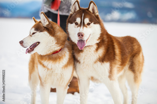 Fototapeta Naklejka Na Ścianę i Meble -  Two husky dogs closeup portrait