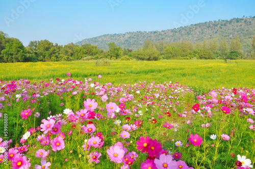 Cosmos flower and crotalaria field