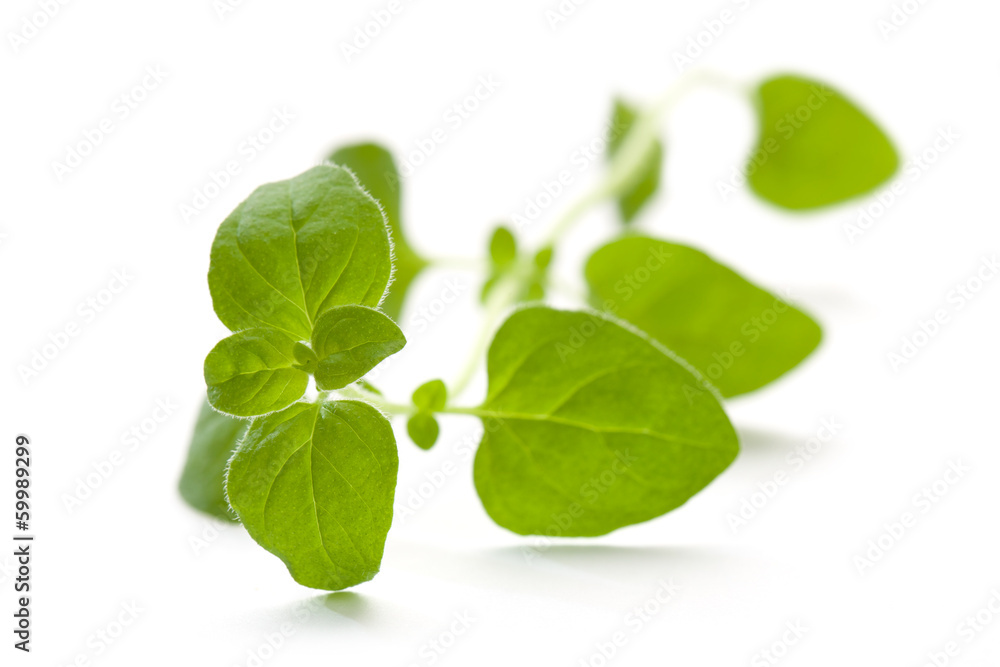 Fresh oregano on white background Fresh oregano on white background