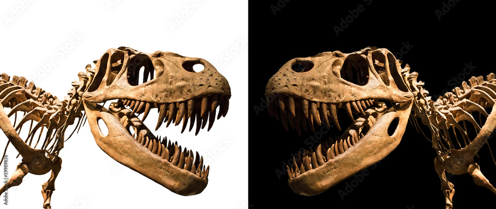 Naklejka premium Szkielet Tyrannosaurus Rex na czarno-biały backgroun