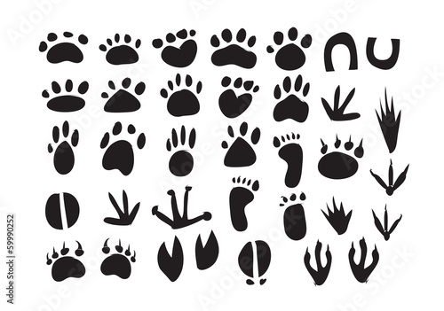 Animal Footprint Vector