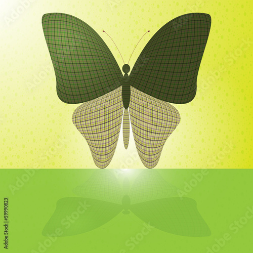 butterfly on the wall and its reflection on a horizontal surface