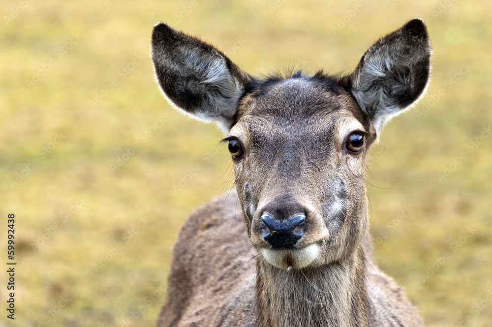 Deer Deer