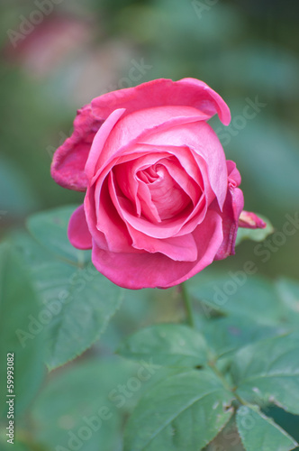 miss all-american beauty, a pink rose in a garden