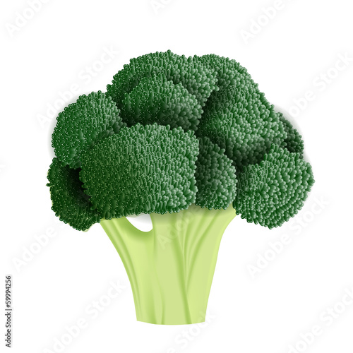 Realistic broccoli vector illustration