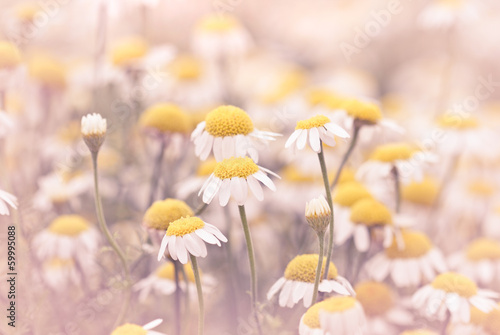 Fototapeta Naklejka Na Ścianę i Meble -  Spring flowers