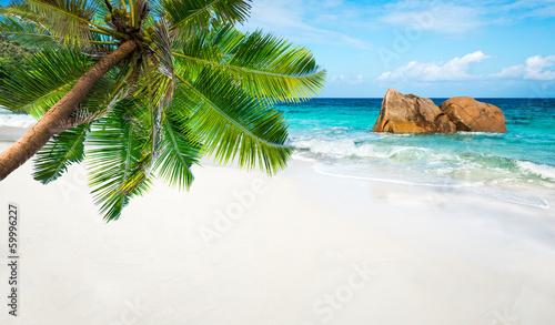 tropical beach with palm