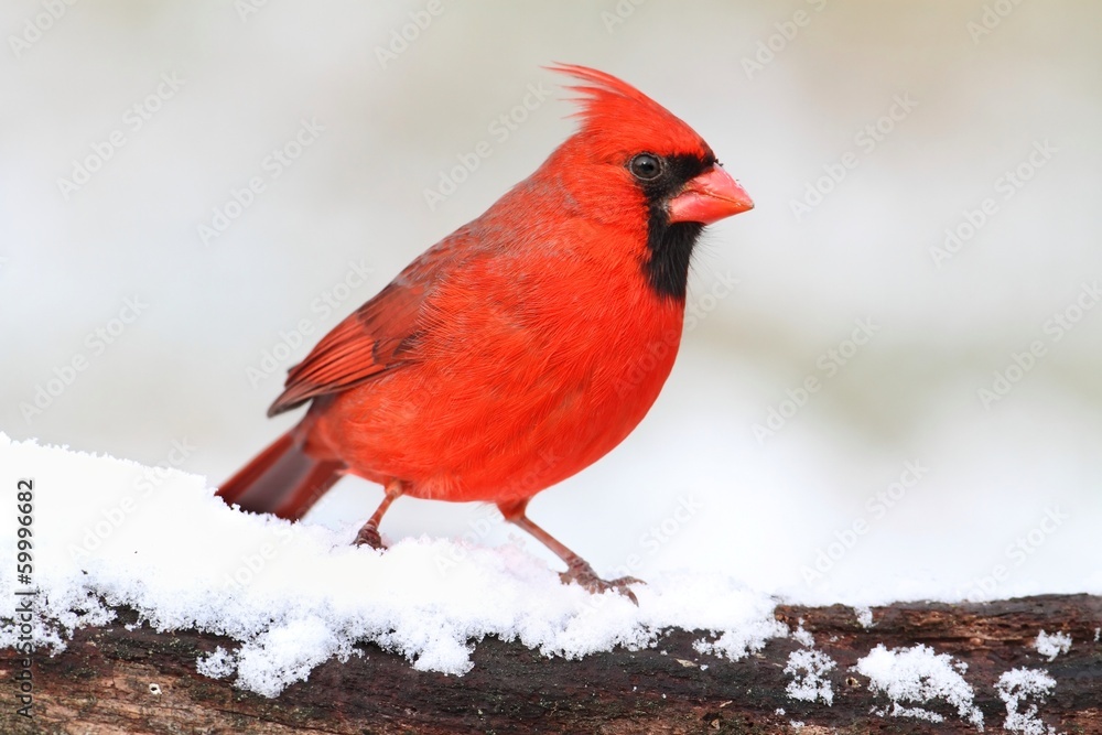 Cardinal In Snow Cardinal In Snow