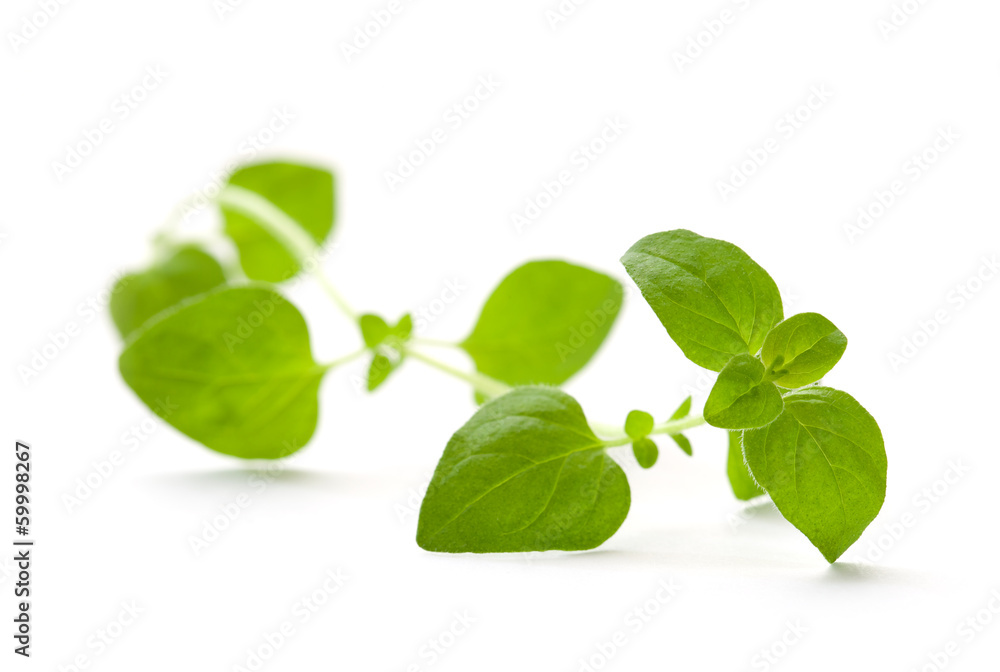 Fresh oregano on white background Fresh oregano on white background