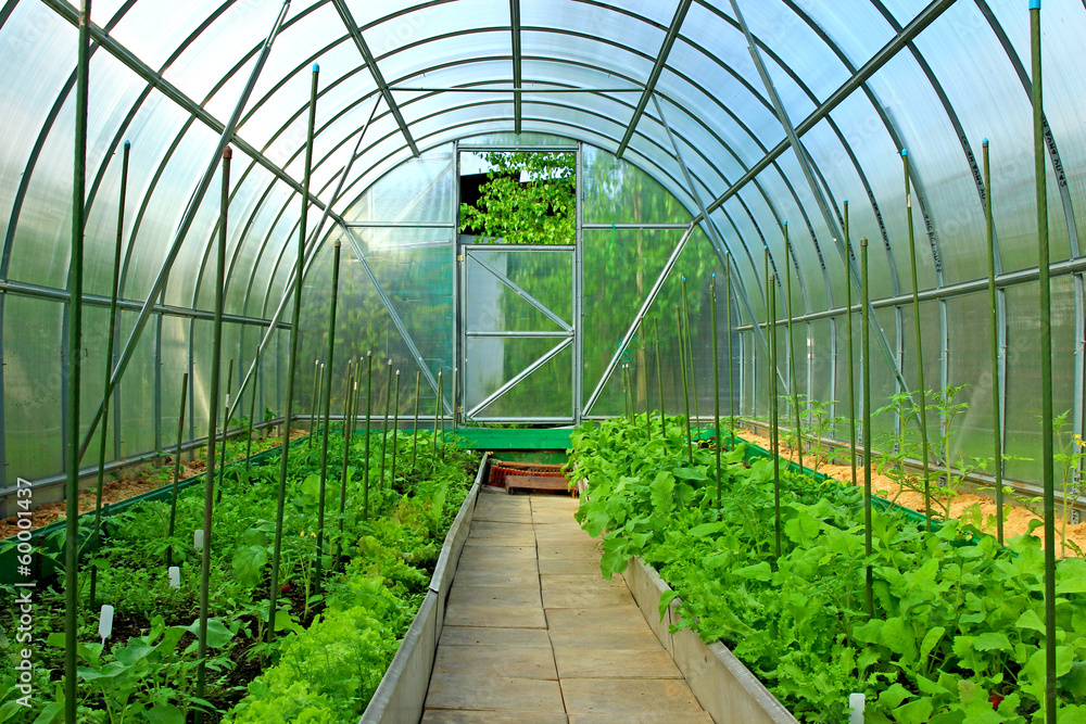 Vegetable greenhouses made of transparent polycarbonate