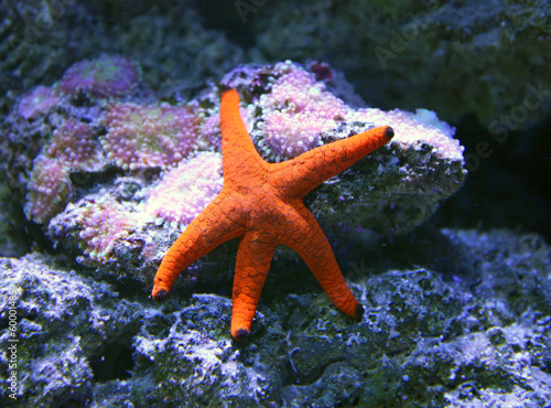 Star fish © khudoliy