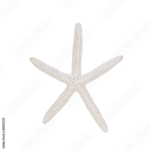 starfish isolated