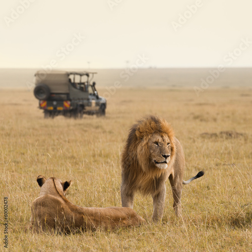 African lion couple and safari jeep