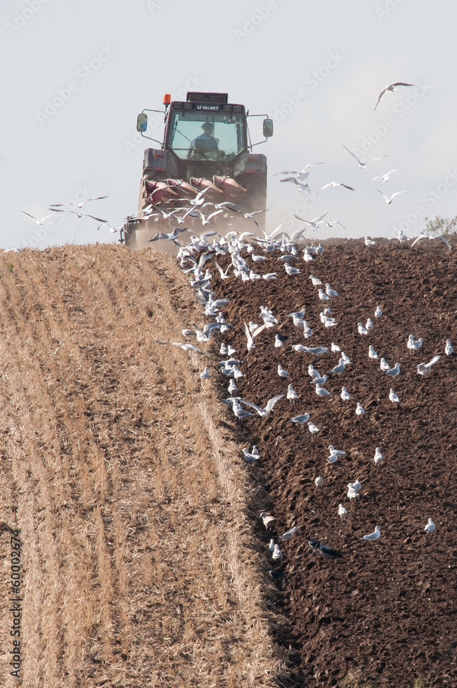 Fototapeta premium Ploughing in autumn