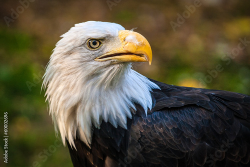 eagle