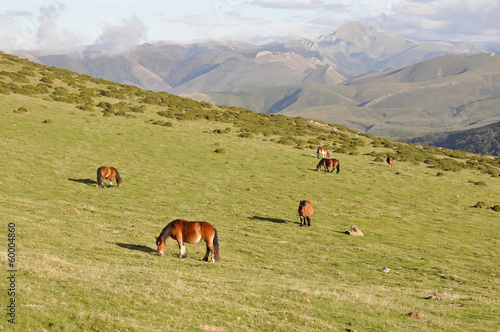 Group of horses grazing at green pasture  Pyrenees